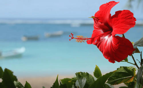 What Was Mauritius Like When Mark Twain Visited This &ldquo;Paradise&rdquo; in 1896&##x3f;